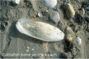 cuttlefish bone on the beach