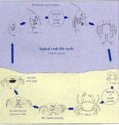 Lifecycle of crab
