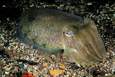 This cuttlefish has just settled on a gravel seabed