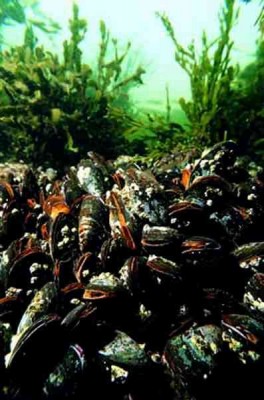 A Common Mussel bed 