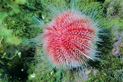 Common sea urchin